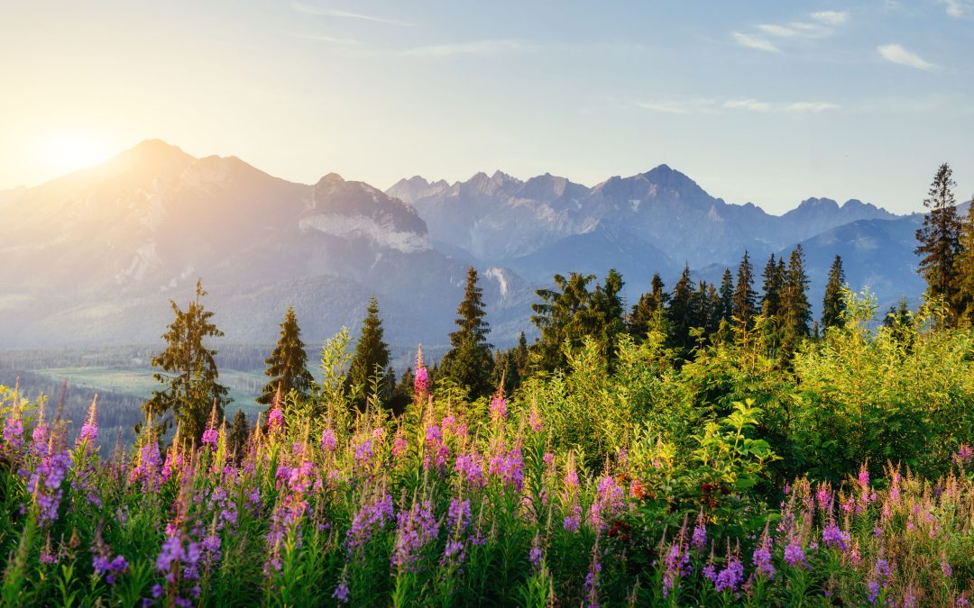 Addiction Treatment Technical Consultant