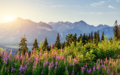 Addiction Treatment Technical Consultant